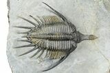 Spiny Psychopyge Trilobite - Short Snout Variant #362816-2